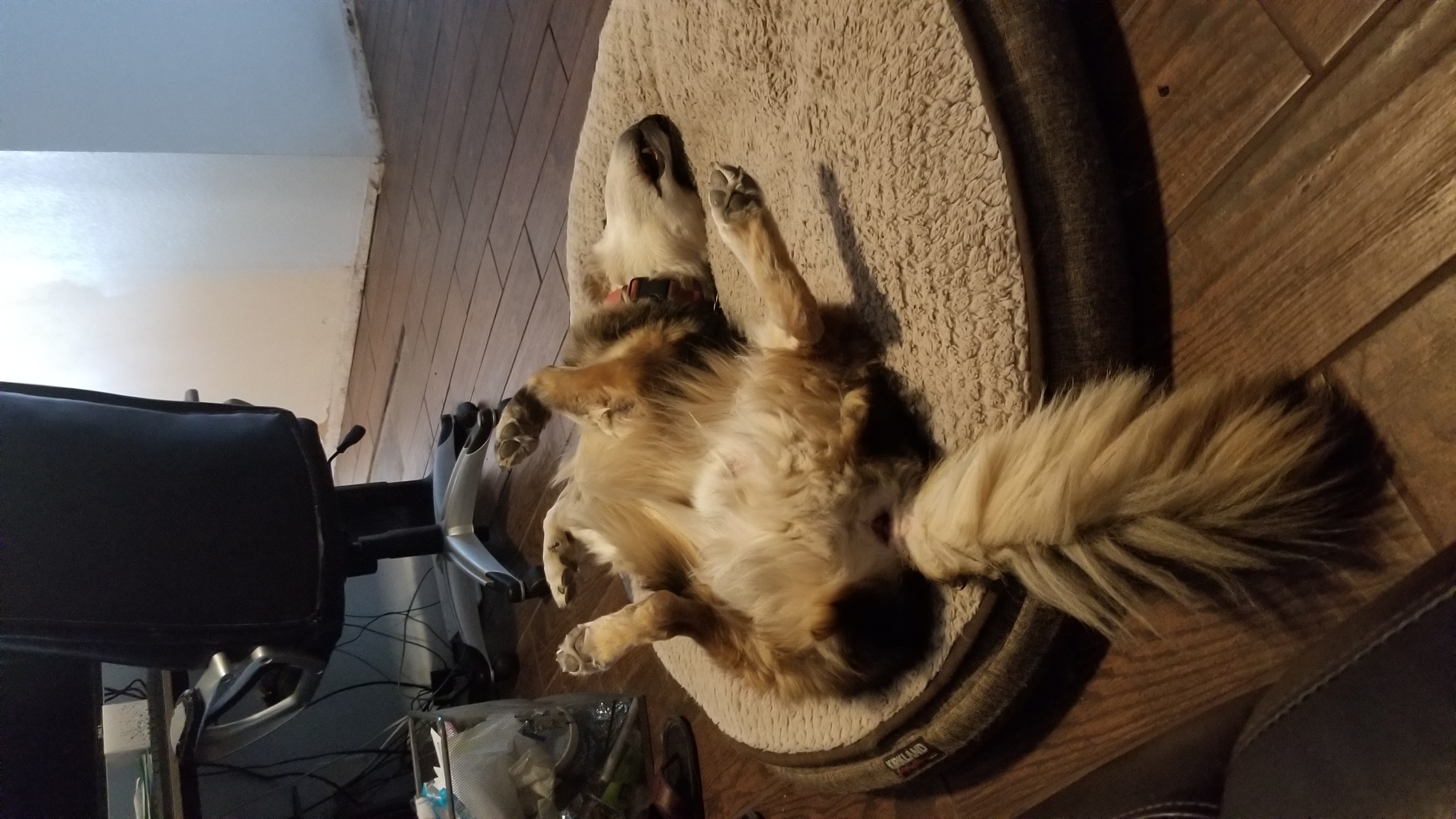 Golden dog lying upside down on a round dog bed