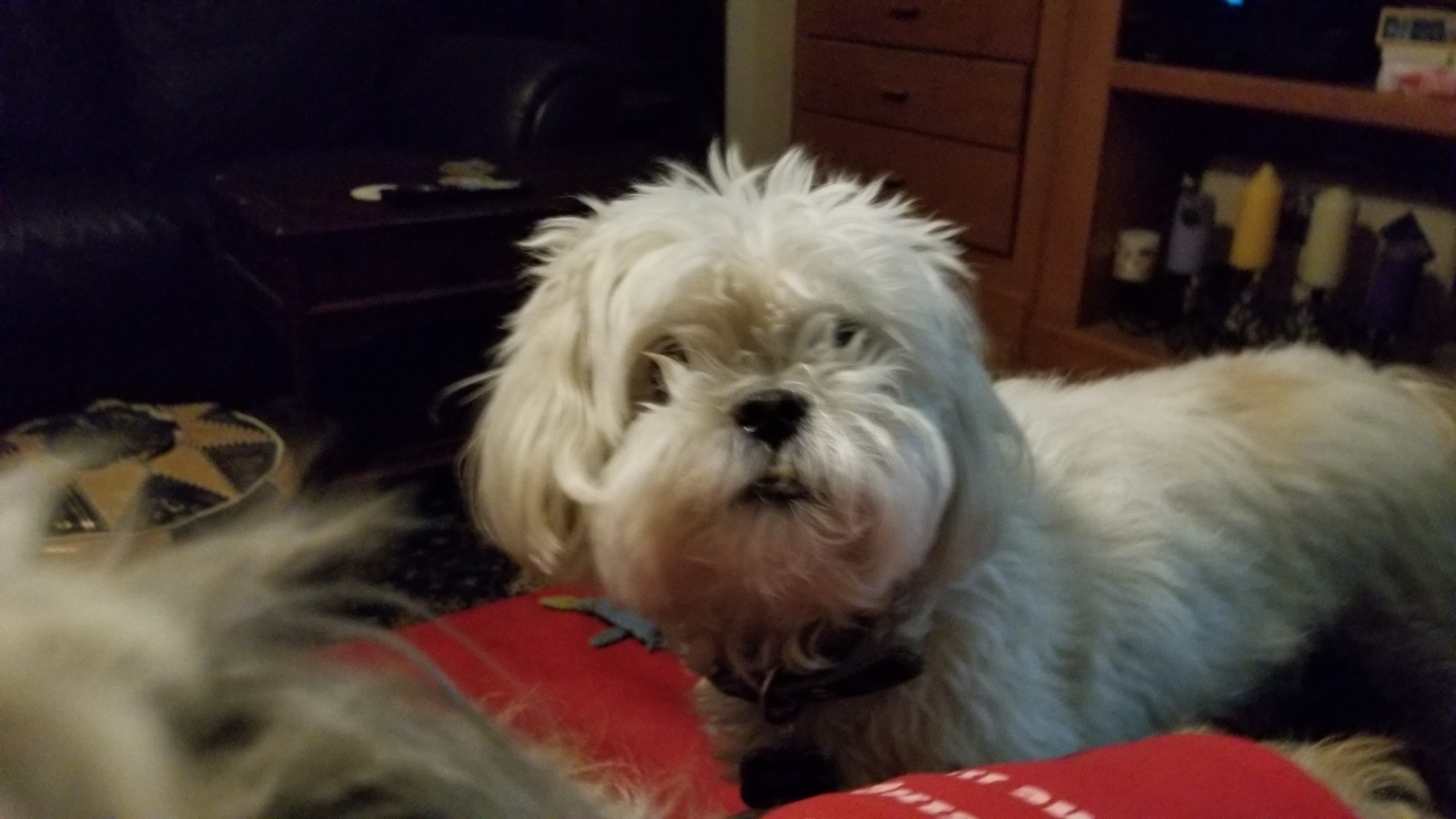 Fluffy white dog resting on a red pillow