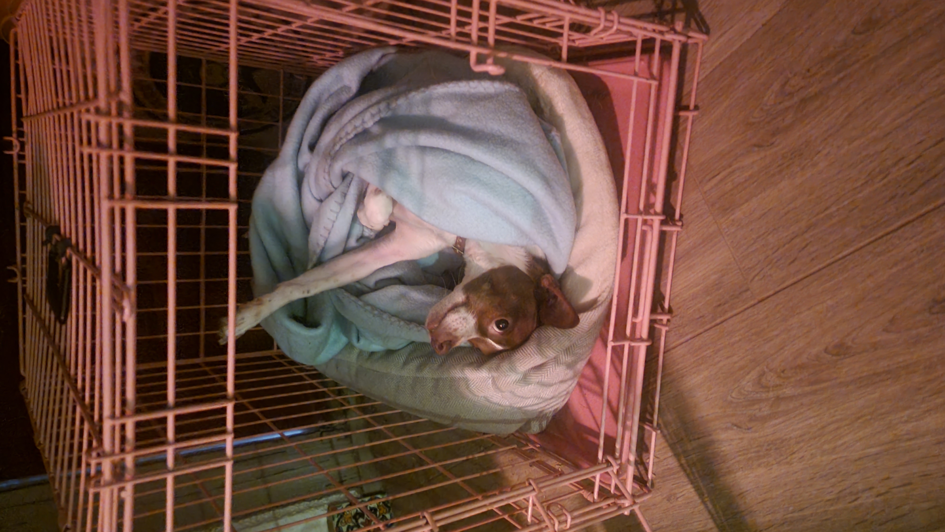 Puppy in pink cage wrapped in blanket