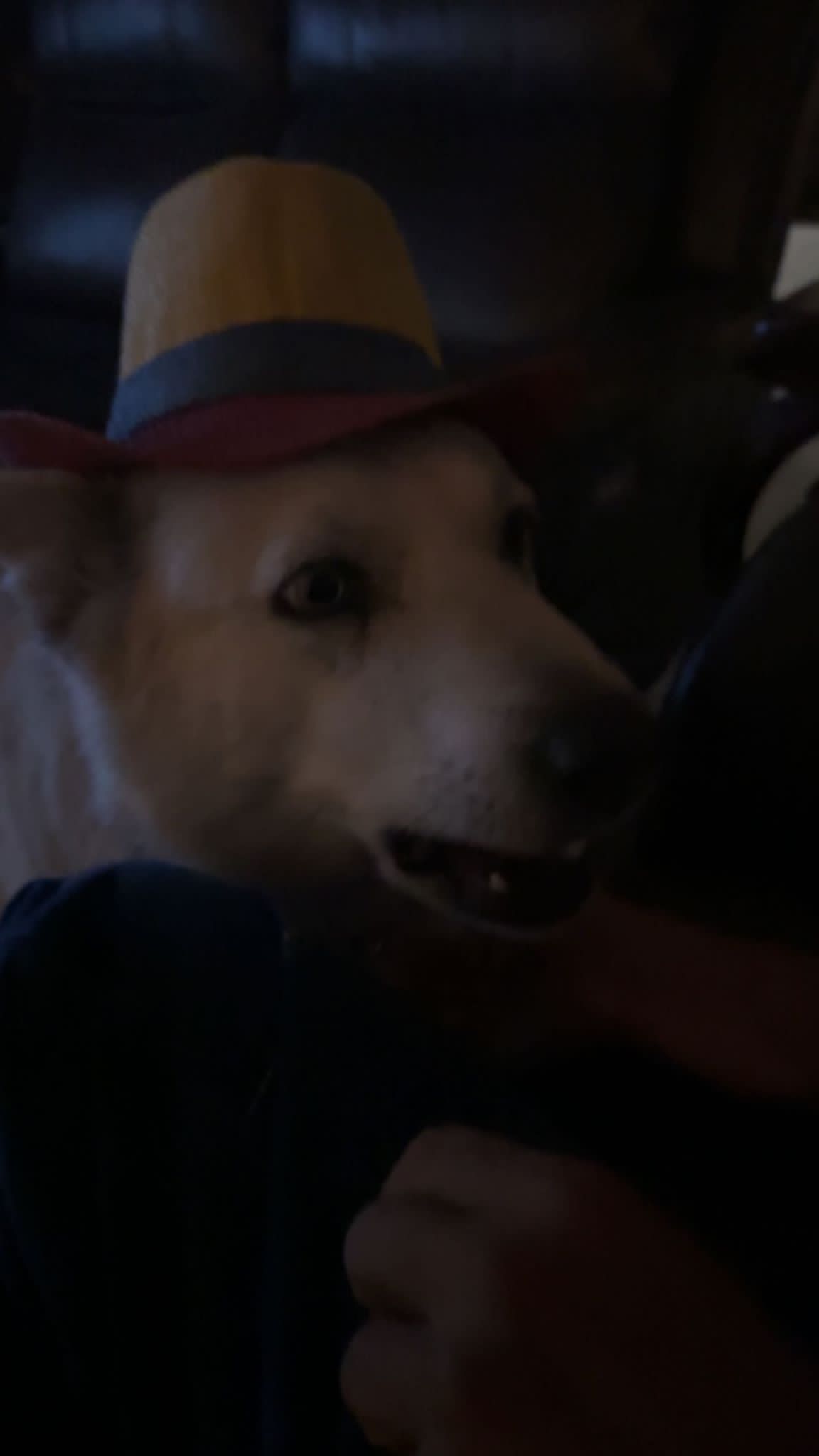 Dog in straw hat