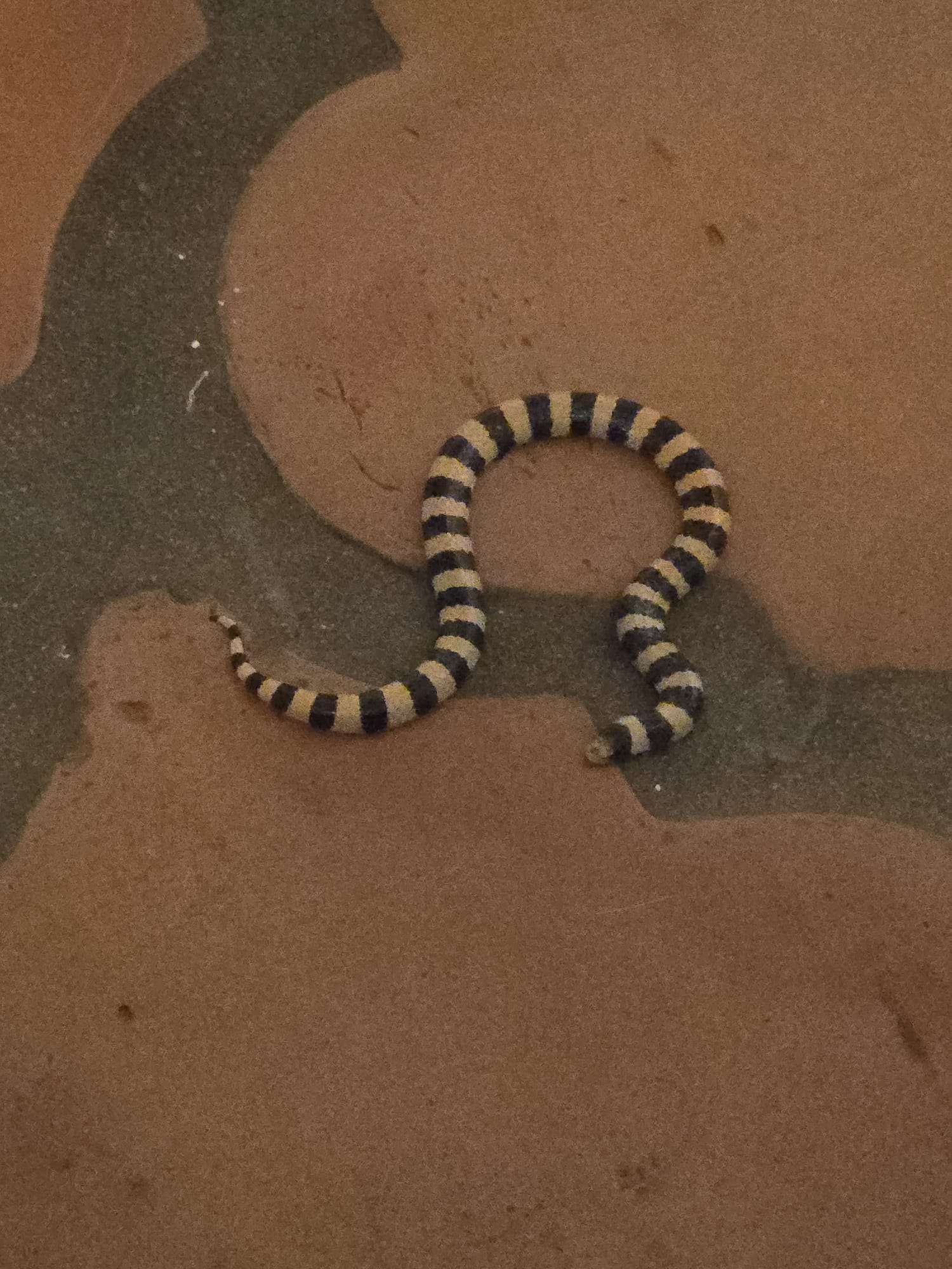 Small banded snake on tile