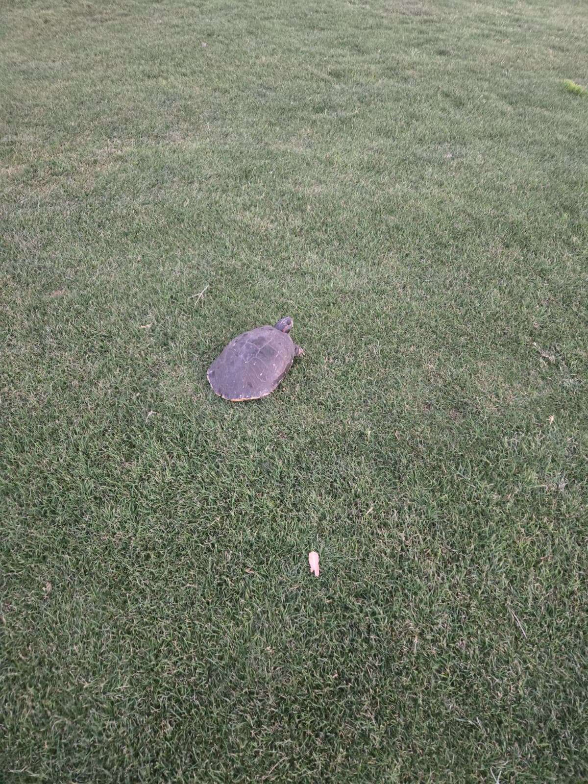Lone turtle crossing a field