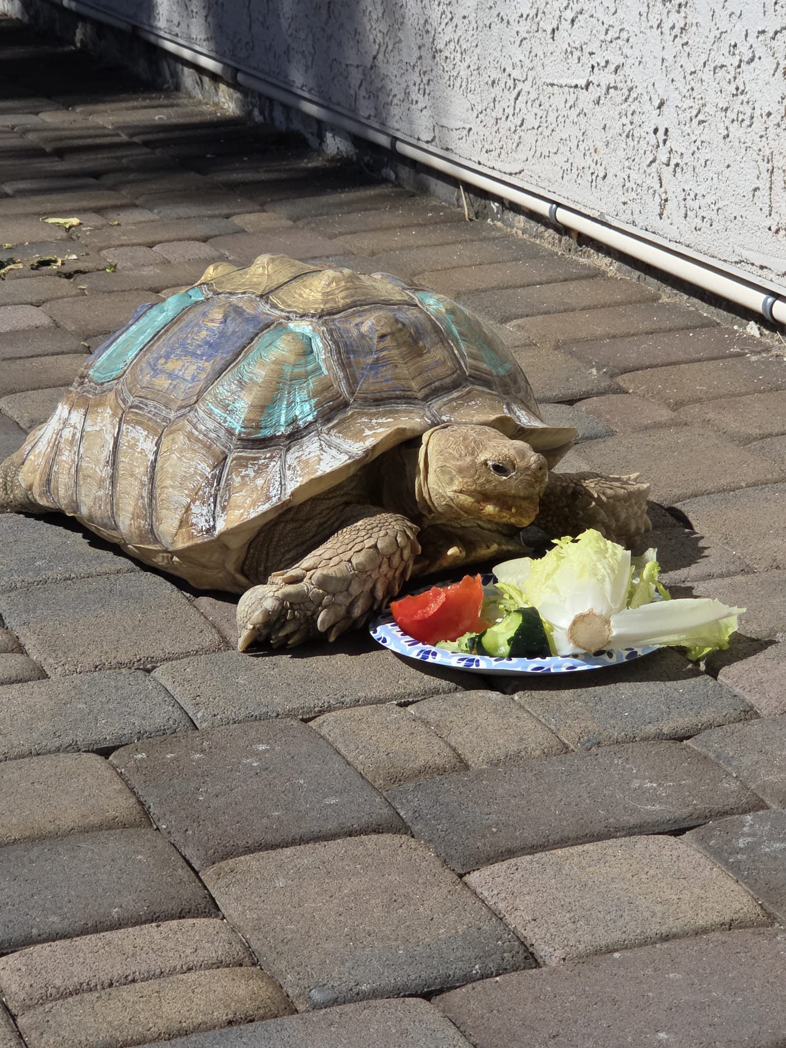 Tortoise eating vegetables
